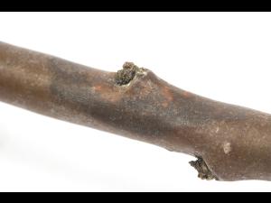 Argousier - Brûlure phomopsienne (Diaporthe eres)