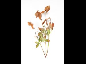 Bleuet en corymbe - Manque d'eau et sécheresse_1