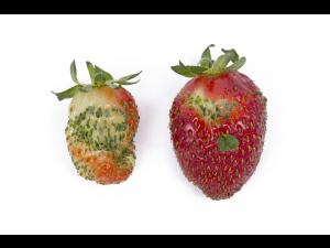 Fraise - Phyllodie_2