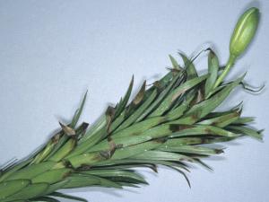 Lis - Manque d'eau_2