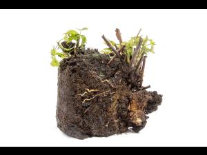 Mûre - Tumeur du collet (Agrobacterium tumefaciens)_2