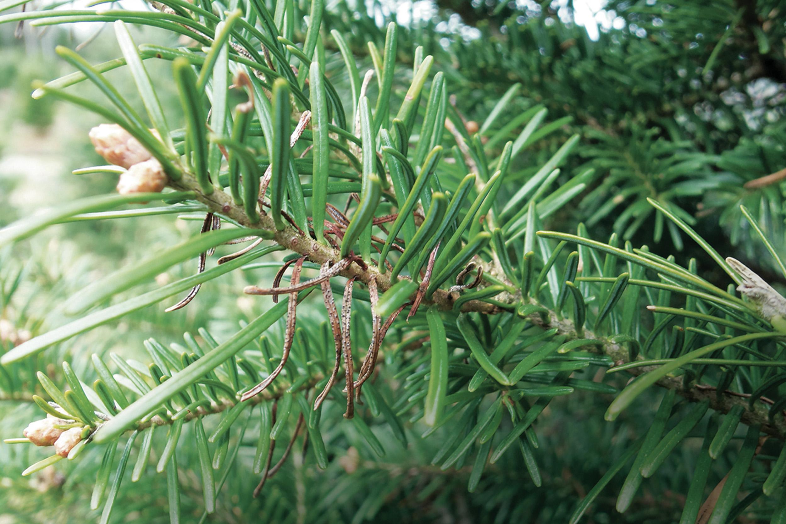 Arbres de Noël (sapins) - Brûlure des pousses (Delphinella sp.)