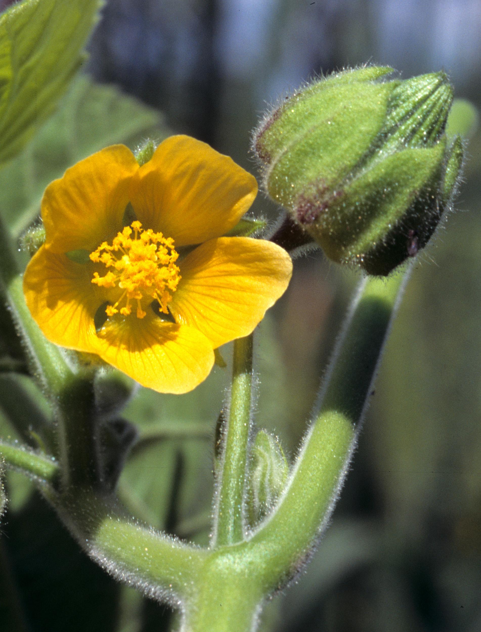 Abutilon à pétales jaunes(Abutilon theophrasti)_1