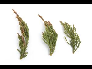 Genévrier_glyphosate (9)_1