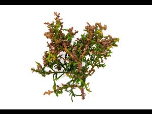 Thuyas_dicamba (4)_4