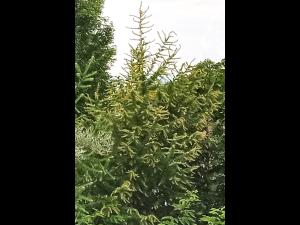 Mélèze laricin - dicamba (4)_5