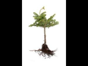 Sapins_pourriture des racines (Phytophthora abietivora)_1