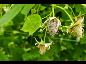 Infection simultannée par Botrytis cinerea et Cladosporium cladosporioides
