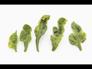 Piment - S-Métolachlore (15)_1