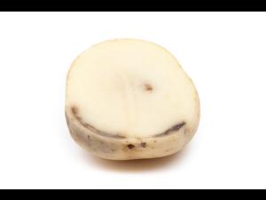 Pomme de terre - Verticilliose  (Verticillium dahliae)