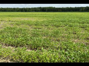 Soya - Heterodera glycines (NKS)