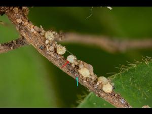 Soya - Heterodera glycines (NKS)