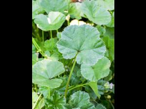 Mauve négligée (Malva neglecta)_7