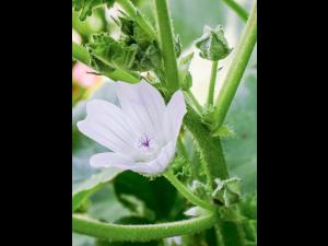 Mauve négligée (Malva neglecta)_8