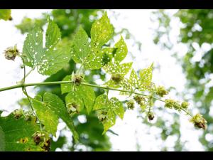 Psylliodes attenuata