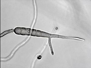 Alternaria_solani-04_LQ