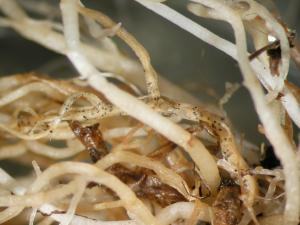 Coll_coccodes_V_Michel_Agroscope