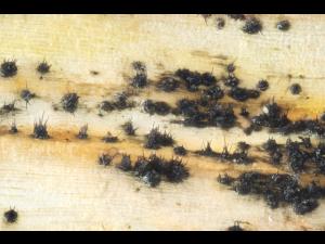 Colletotrichum_circinans_D39112-2_lq