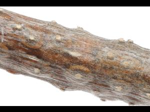 Cytospora_chrysosperma_D57582_Pycnide_LQ