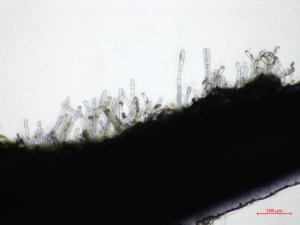 Erysiphe_heraclei_asexue_D41646-1_lq