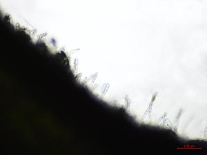 Erysiphe_heraclei_asexue_D41646-2_lq