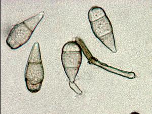 deightoniella-09-ret