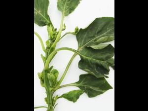 Poivron, Piment - S-Métolachlore (15)_3