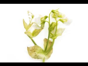 Pois - glyphosate (9)_8