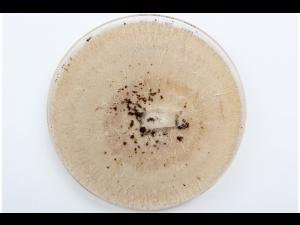 Fusarium_avenaceum_3