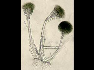 Gliocladium_viride_1