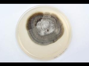 Helminthosporium_solani_1