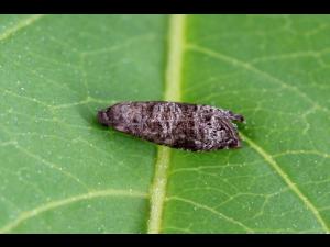Tordeuse orientale du pêcher (Grapholita molesta)_2