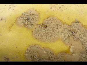 courge_stag_cucu_47288d_jv_iriis