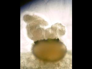 Phoma_sp_2