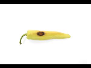 Piment - Anthracnose (Colletotrichum scovillei)_1