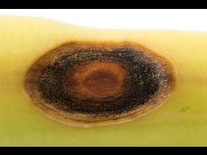 Piment - Anthracnose (Colletotrichum scovillei)_2