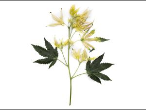 Cannabis_quinclorac (4)_2