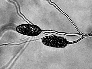 Pythium_dimorphum_2
