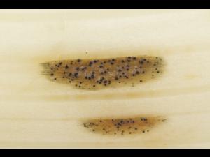 Septoria_sp_6