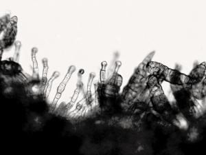 Stemphylium_lycopersici_1