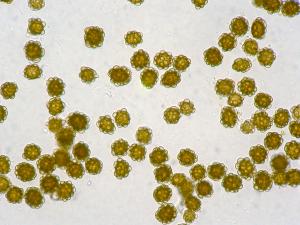 Urocystis_magica_1
