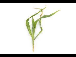 Maïs grain et fourrager - diméthénamide-P (15)_10