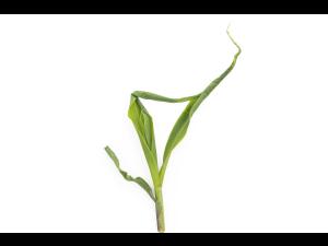 Maïs grain et fourrager - diméthénamide-P (15)_11