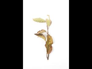 Pomme_glyphosate (9)_14