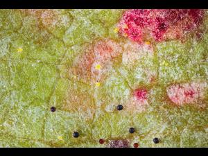 Vigne (raisin) - Blanc (Erysiphe necator)_8