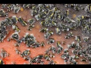 Colletotrichum acutatum