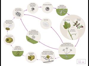 Plasmopara viticola - Cycle de maladie