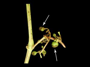 Vigne - Excoriose (Diaporthe neoviticola)