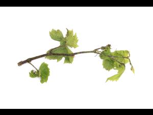 Vigne - Excoriose (Diaporthe neoviticola)
