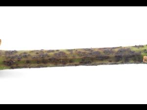 Vigne - Excoriose (Diaporthe neoviticola)